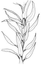 Pohlia wahlenbergii, portion of shoot. Drawn from E.A. Hodgson s.n., Jan. 1930, CHR 490471, and K.W. Allison 6090, CHR 490481.
 Image: R.C. Wagstaff © Landcare Research 2020 CC BY 4.0